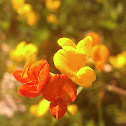 Deer Weed