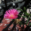 uncertain flower