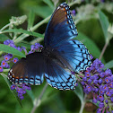 Red-spotted Purple butterfly