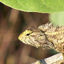 Oriental Garden Lizard