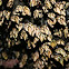 Goose barnacle