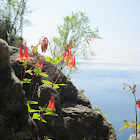 Eastern Red Columbine