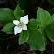 Canadian Bunchberry