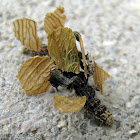 Camouflaged Looper