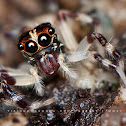 Jumping Spider