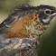 American Robin