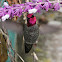 Anna's Hummingbird