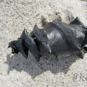 Horn Shark egg case