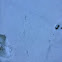 Bird tracks