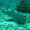 Nurse Shark