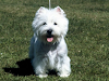 Vendo Cachorro West Highland White Terrier 