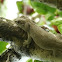 Gunther's Gecko