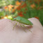 Green Stink Bug