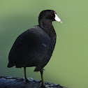 American Coot