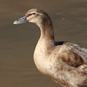 rosy-billed  pochard
