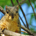 Fox squirrel