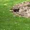 Black Squirrel
