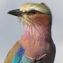 Lilac breasted roller