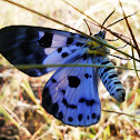 Blue tiger moth