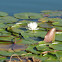 White Water Lily