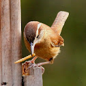 Carolina wren