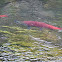 Sockeye Salmon
