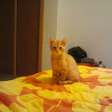 European common cat