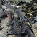 Marine iguana - Isabela sub-species (juveniles)