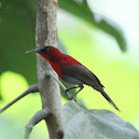 Crimson Sunbird