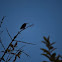 Humming Bird