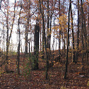 Woods
