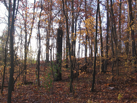 Spotting Image 1