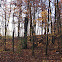 Woods