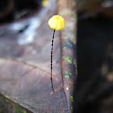 Marasmius sp.