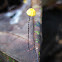 Marasmius sp.