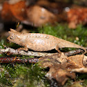 Brookesia superciliaris