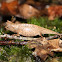 Brookesia superciliaris