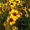 Plains Coreopsis