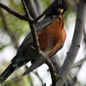 American Robin