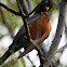 American Robin