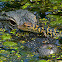 American Alligator