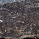 Termite