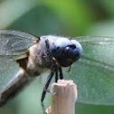 Scarce Chaser. (Spitzenfleck)