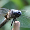 Scarce Chaser. (Spitzenfleck)