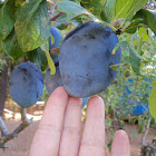Empress Plum