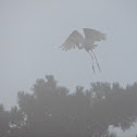 Great Egrets roosting