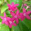 Pentas