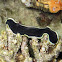 Flatworm in Romblon
