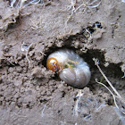 Stag Beetle Larva?