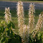 Bottlebrush Buckeye